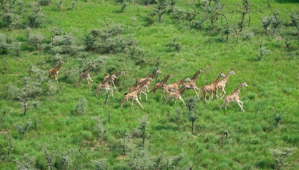 Sjiraffer på vei gjennom en nasjonalpark i Sør-Sudan. Sjiraffer springer over savannen i en nasjonalpark i Sør-Sudan. Foto: Brian Inganga / AP / NTB