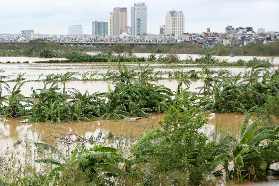 Sentrum av Hanoi i bakgrunnen idet en bananhage ligger under vann etter tyfonen Yagi. Sentrum av Hanoi i bakgrunnen idet en bananhage ligger under vann etter tyfonen Yagi. Foto: Huy Han / AP / NTB