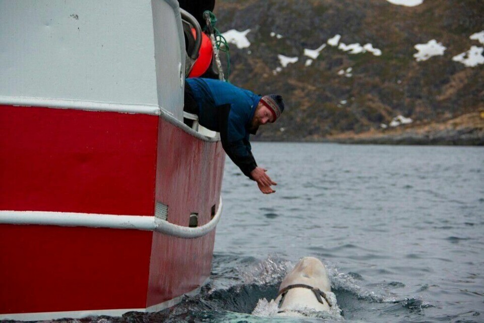 Foto: Jørgen Ree Wiig, Fiskeridirektoratet via AP. Hvaldimir var svært kontaktsøkende, og gjennom årene var det mange nordmenn som fikk et nært møte med hvithvalen. Arkivfoto: Jorgen Ree Wiig / AP / NTB