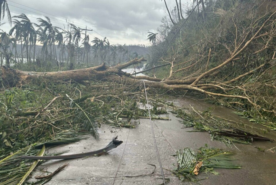 Et tre som har blitt felt av supertyfonen Man-yi i Catanduanes-provinsen nordøst på Filippinene lørdag. Et tre som har blitt felt av supertyfonen Man-yi i Catanduanes-provinsen nordøst på Filippinene lørdag. Foto: MDRRMO Viga Catanduanes via AP / NTB