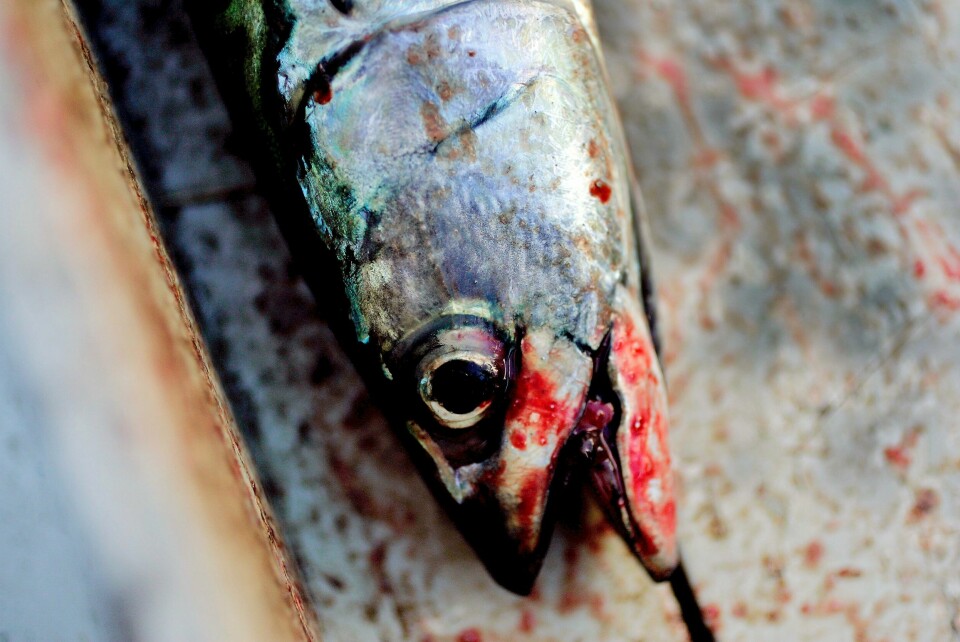 Fiske, fangst og akvakultur vokste hele 14 prosent i 3. kvartal, mye på grunn av vekst i makrellfisket. Tidligere makrellfiskesesong påvirket norsk økonomi i oktober. Foto: Sara Johannessen Meek / NTB