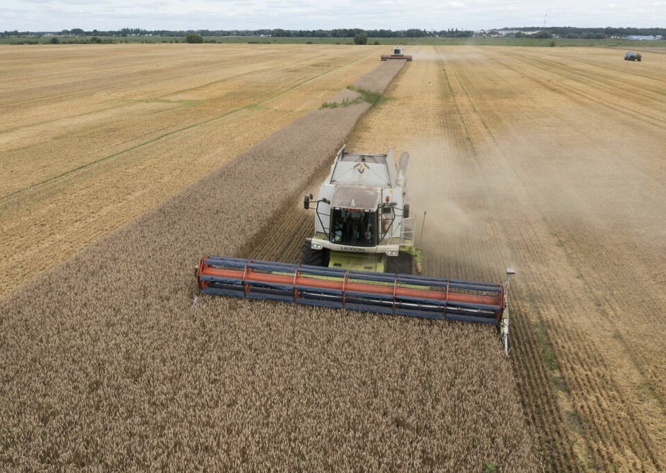 Norge gir 50 millioner kroner til matsikkerhetsprogrammet «Grain from Ukraine». Bildet er tatt 9. august 2022 av en kornprodusent i den ukrainske landsbyen Zghurivka. Hveteinnhøstningen i den ukrainske landsbyen Zghurivka i august i fjor. Arkivfoto: Efrem Lukatsky / AP / NTB