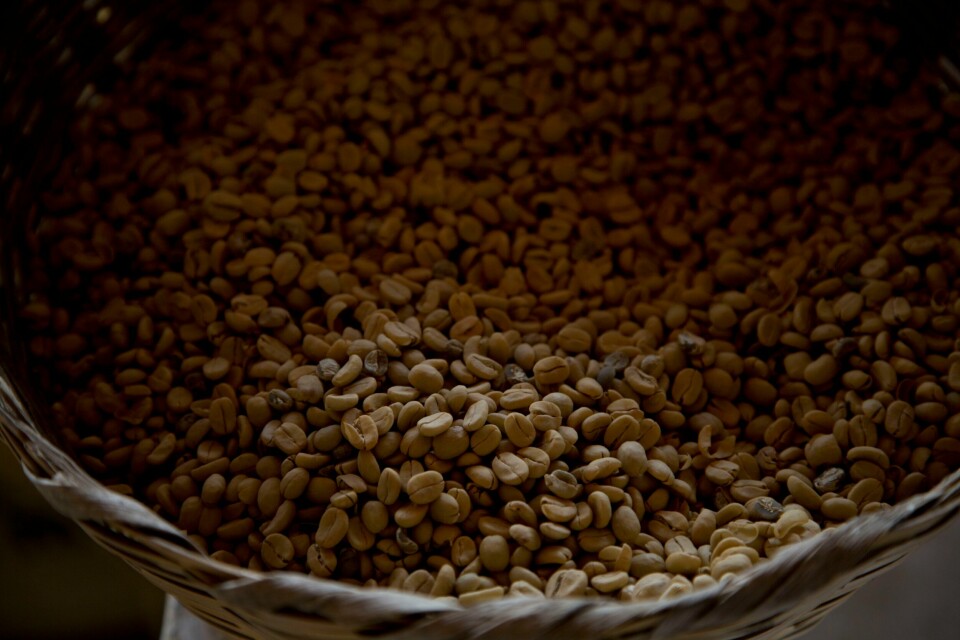 Prisen på Arabica-kaffe nådde onsdag det høyeste nivået siden 1977. Prisen på Arabica-kaffe nådde onsdag det høyeste nivået siden 1977. Foto: Moises Castillo / AP / NTB