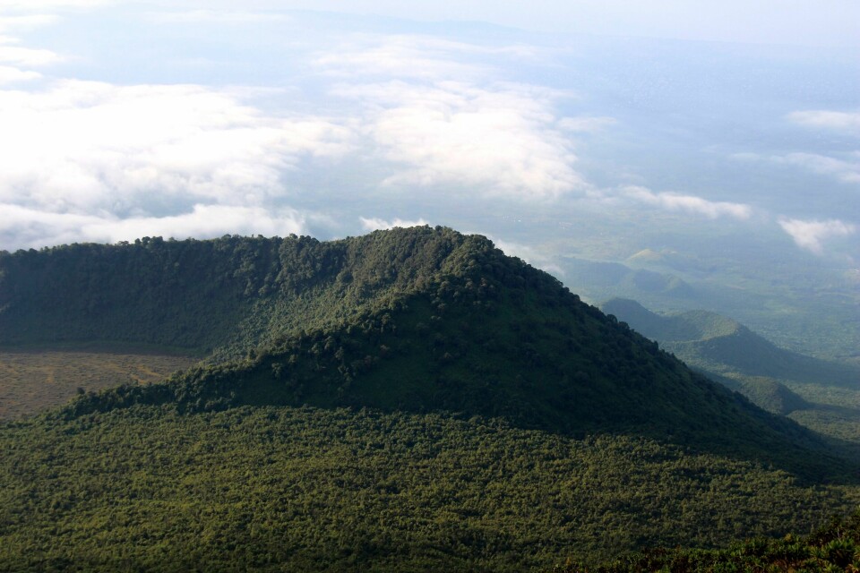 Regnskog ved en tidligere vulkan i nasjonalparken Virunga i Kongo. Mange av de nye artene som er oppdaget, er funnet i Kongo. Regnskog ved en tidligere vulkan i nasjonalparken Virunga i Kongo. Mange av de nye artene som er oppdaget, er funnet i Kongo. Foto: Juergen Baetz / DPA / AP / NTB