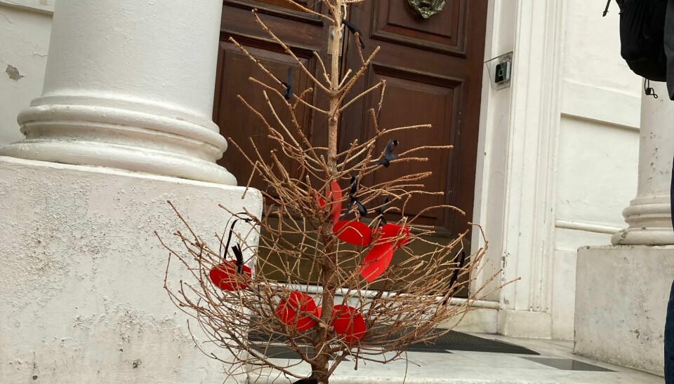 Det døde treet er fra fjorårets jul. Et liten tre uten blad i en rød krukke, der det står 'Rosebank'.