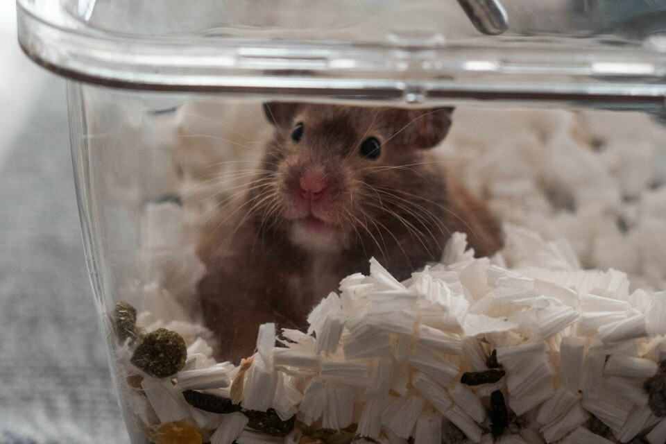 Flere tusen hamstere blir avlivet i Hong Kong etter at de har blitt koronasmittet. Illustrasjonsfoto: Hamster