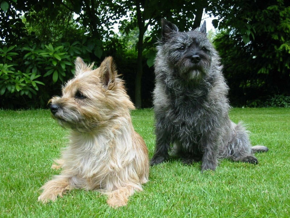 Cairn terrier regnes som en av de eldste terrierrasene og har sin opprinnelse fra de nordvestre delene av Skottland og øygruppen Hebridene vest for fastlandet. Cairn terrier
