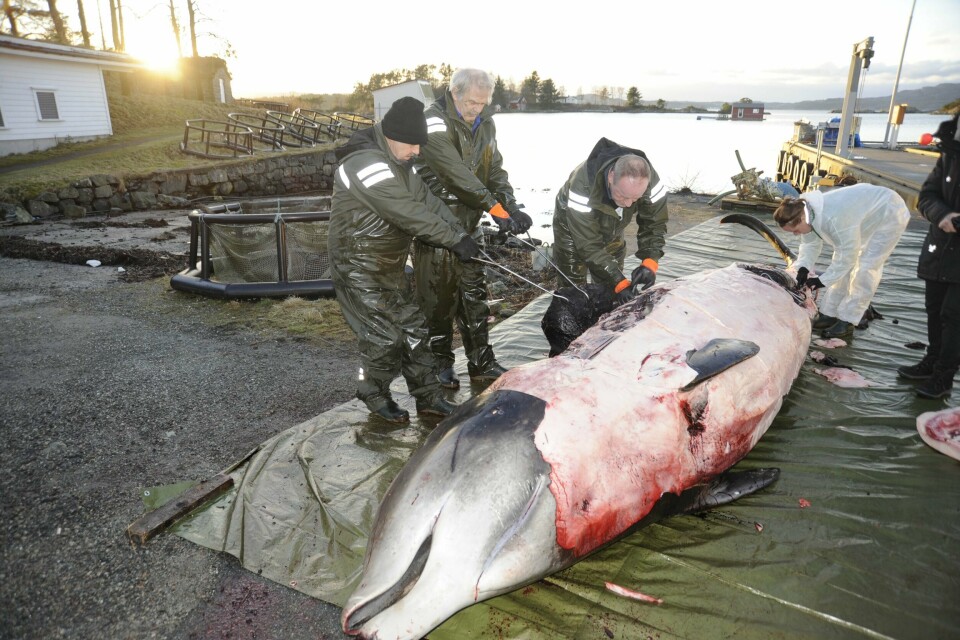 28. januar var det nøyaktig fem år siden «Plasthvalen» strandet ved Sotra utenfor Bergen. Mer enn 40 store plastposer og plastflak ble hentet ut av hvalmagen. 28. januar var det nøyaktig fem år siden «Plasthvalen» strandet ved Sotra utenfor Bergen. Mer enn 40 store plastposer og plastflak ble hentet ut av hvalmagen.