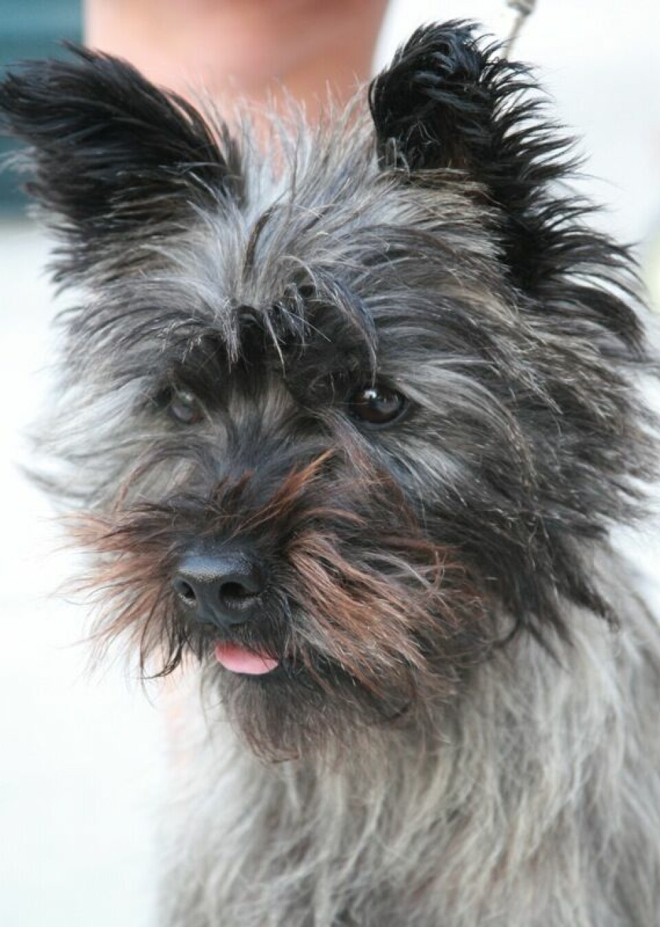 Cairn terrier ble opprinnelig avlet for sine egenskaper som hetsende hihund i ulendt steinet terreng, der den tykke pelsen beskyttet den godt mot rift og skader. Cairn terrier