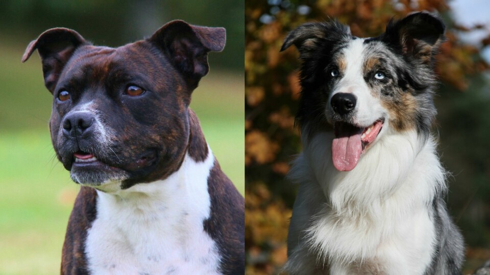 Staffordshire bull terrier (t.v.) og Border collie var de aller mest populære hunderasene å anskaffe seg i 2020 på landsbasis, og var også ettertraktet i både Fredrikstad og Viken. Staffordshire bull terrier (t.v.) og Border collie var de aller mest populære hunderasene å anskaffe seg i 2020 på landsbasis, og var også ettertraktet i både Fredrikstad og Viken.