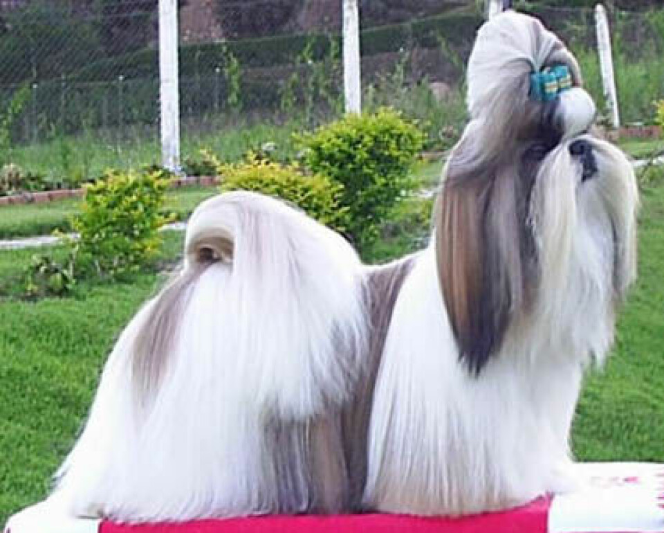 Shih Tzu er en liten selskapshund som er kjent for sin lange pels. Selv om den er hyppig representert på utstillinger verden over, er hunderasen den minst vakre i verden dersom man legger det gyldne snitt til grunn for vurderingen. Shih Tzu