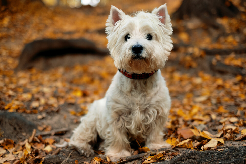 West Highland White terrier er en nær slektning av Cairn terrier, og kommer på andreplass i kåringen. West Highland White terrier