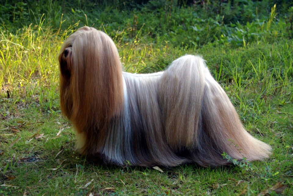 Lhasa apso er en favoritt i Fredrikstad. Den er en nær slektning til Shih Tzu, men kommer på en langt bedre plassering enn sin rasebror. Lhasa apso