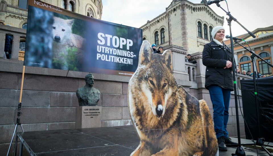 – Jeg håper at Statens anke blir avvist, både fordi jaktperioden snart er over, men også fordi rettssystemet allerede har sendt tydelige signaler om dette sakskomplekset, sier Siri Martinsen, leder i NOAH – for dyrs rettigheter. Her er hun foran Stortinget i forbindelse med en tidligere aksjon for ulvene i Norge. – Jeg håper at Statens anke blir avvist, både fordi jaktperioden snart er over, men også fordi rettssystemet allerede har sendt tydelige signaler om dette sakskomplekset, sier Siri Martinsen, leder i NOAH – for dyrs rettigheter. Her er hun foran Stortinget i forbindelse med en tidligere aksjon for ulvene i Norge.