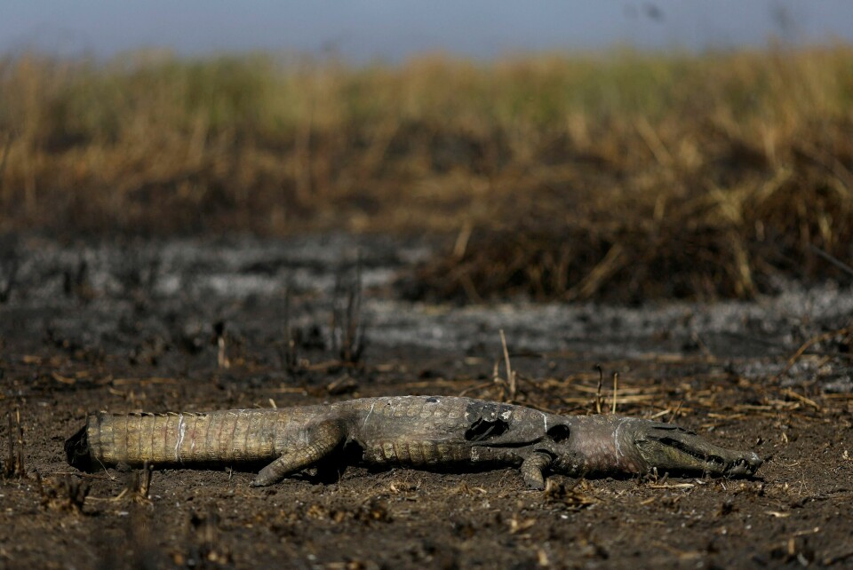 Denne alligatoren er en av de mange ofrene så langt for brannene i Pantanal i Brasil. Denne alligatoren er en av de mange ofrene så langt for brannene i Pantanal i Brasil.