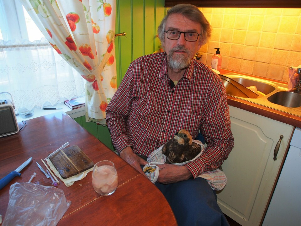 Det er ikke få fugler som har kommet til hektene på kjøkkenet til Jan Ingar opp igjennom årene. Her er det en sivhauk som får behandling i biologens hjem i Råde. Det er ikke få fugler som har kommet til hektene på kjøkkenet til Jan Ingar opp igjennom årene. Her er det en sivhauk som får behandling i biologens hjem i Råde.