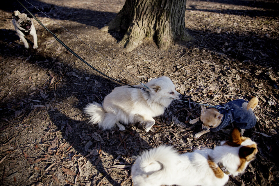Turbo, Kompis Foxy og Charlie i relativt fri dressur i Torshovparken. Hunder i Torshovparken