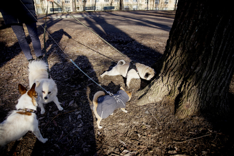 Båndtvangen er lik for alle, forteller påtalesjef Johan Martin Welhaven ved Innlandet politidistrikt. – Det er alltid en definisjonssak om en hundeeier har kontroll på hunden. Charlie, Turbo, Kompis og Foxy.