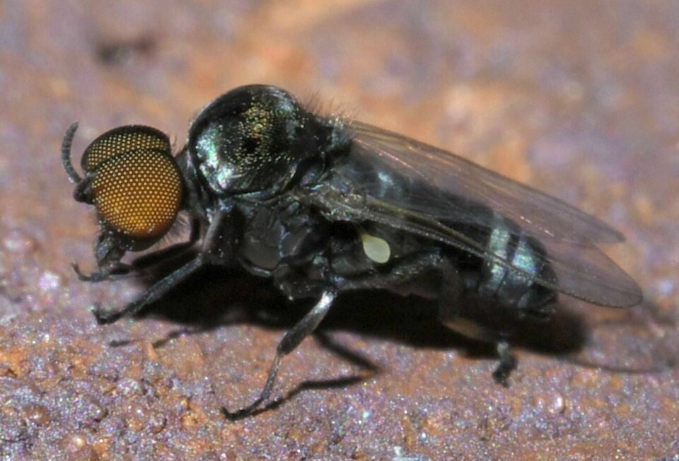 BLODTØRSTIG OG TALLRIK: Tuneflua biter, og blir plagsomt mange utover sommeren. - Det er verst for dem med allergier, sier zoolog Åge Åge Brabrand.