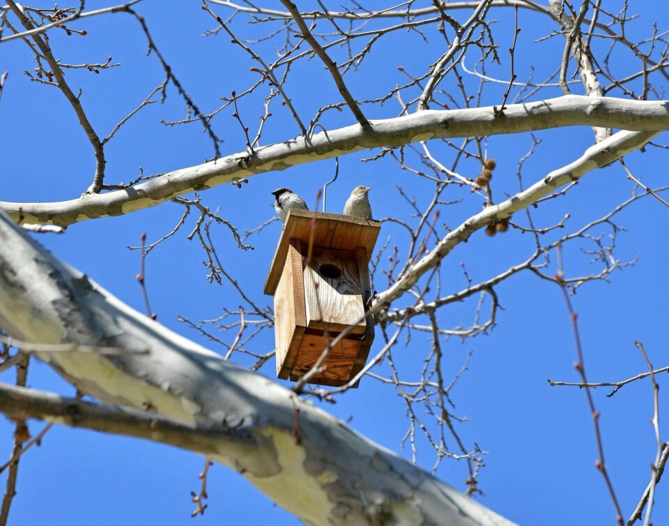 HJEMLØS: I vår utbyggings- og pynteiver finner ikke fugl eller insekter noe sted å være eller å søke tilflukt når det er nødvendig, skriver Tore Edvard Bergaust. FOTO: ISTOCK