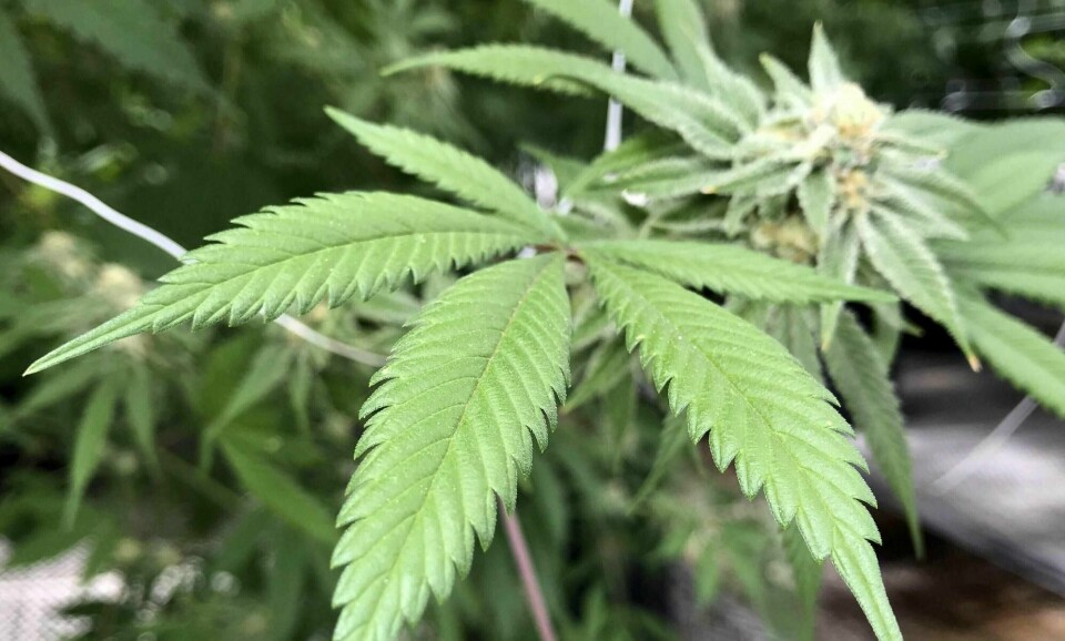 Statens legemiddelverk vil tillate legemidler og produkter med lavt innhold av THC.