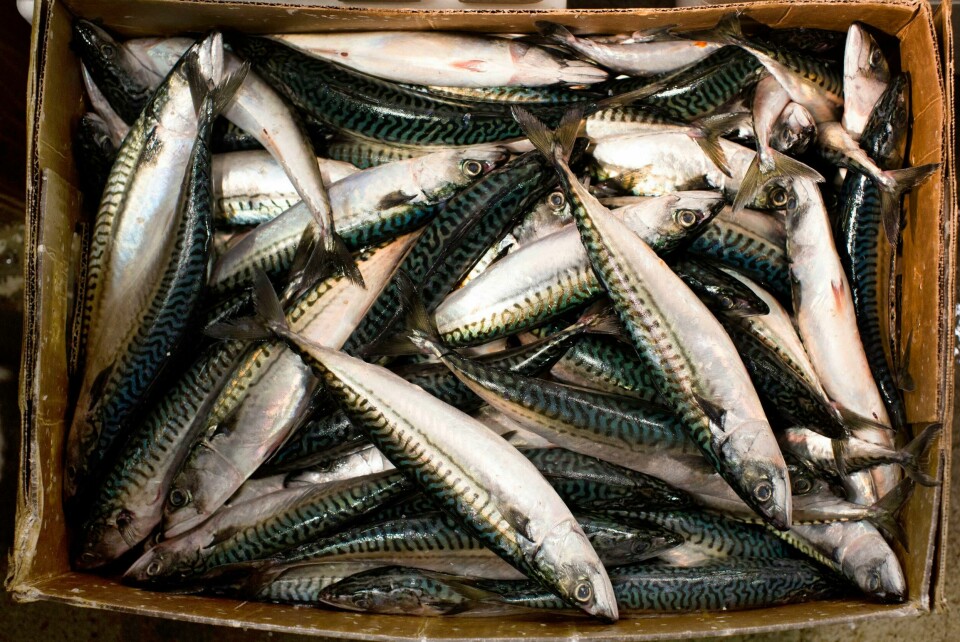 Krangler om makrell: Irske fiskere mener norsk rekordfiske truer bestanden. Krangler om makrell: Irske fiskere mener norsk rekordfiske truer bestanden. Foto: AP / NTB