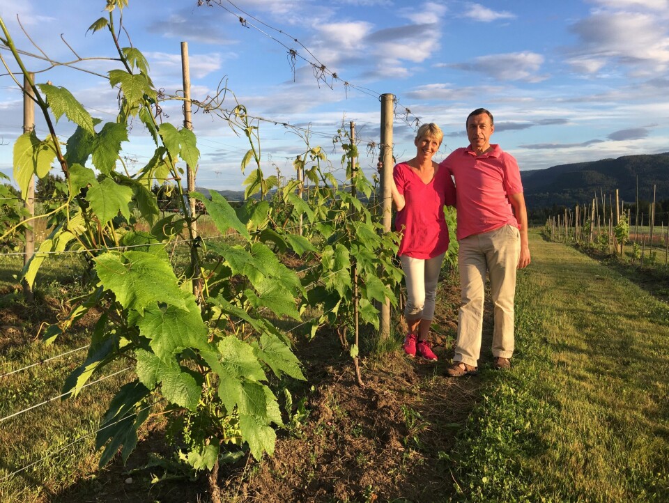 Vinmarker – i Telemark? Jo da, det går an! Vinbøndene Wenche Hvattum og Joar Sættem har eksperimentert med drueslag som tåler litt kulde. Vinmarker – i Telemark? Jo da, det går an! Vinbøndene Wenche Hvattum og Joar Sættem har eksperimentert med drueslag som tåler litt kulde.