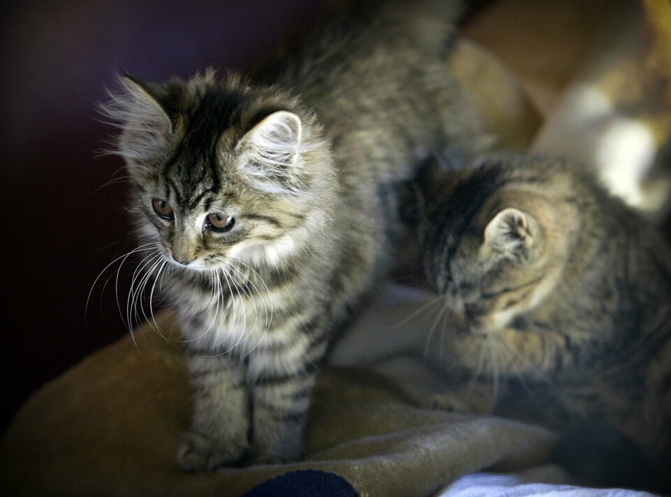 Katten er et ørkendyr som ble innført til Europa for mange år siden for å brukes som kjæledyr. Kattens pels er overhodet ikke tilpasset det norske klimaet, og det finnes ikke nok næringsrik mat for den i norsk natur til at den kan klare seg selv.