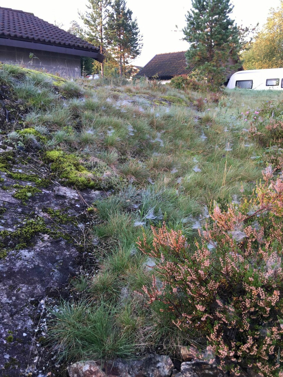 Edderkoppnett blir synlige på grunn av morgendugg. Her fra Asker. Edderkoppnett blir synlige på grunn av morgendugg. Her fra Asker.
