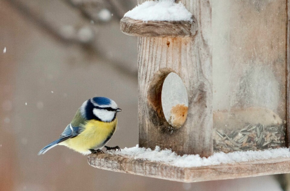 Etter kjøttmeis har blåmeis vært den mest vanlige arten i hagefugltellingene. Foto: Paul Kleiven / NTB scanpix