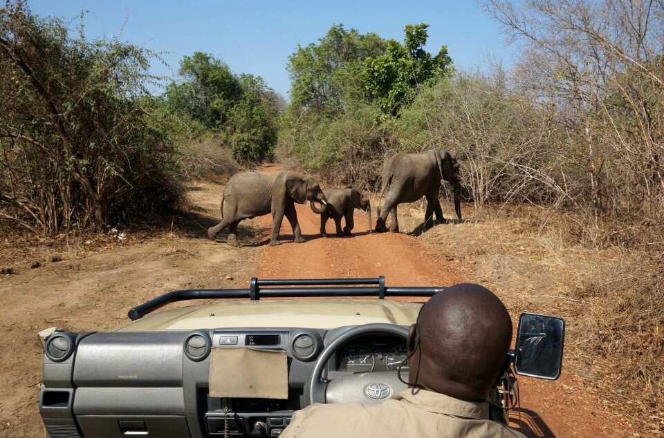 I South Luangwa nasjonalpark i Zambia kjører ikke safariguidene utenfor de delvis norsksponsede veiene. Men med så mye vilt som kommer tuslende over veiene, er det heller ikke nødvendig... FOTO: CHRISTINE BAGLO