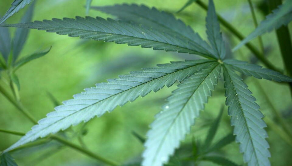 Ikke lov: Det er ulovlig å dyrke cannabis i Norge. ILLUSTRASJONSFOTO: NTB SCANPIX
