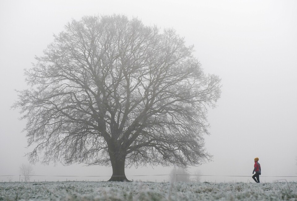 «Gjennom 40 år har jeg kunnet observere hvordan manglende politisk ansvarlighet og kapasitet har forsterket alle slags former for kriser på alle kontinenter», skriver biskop Atle Sommerfeldt. A woman walks towards a tree covered in white frost near Ottersberg, Germany, Dec.4, 2016. Fog and frost transformed Northern Germany into a winter landscape. (Ingo Wagner/dpa via AP)