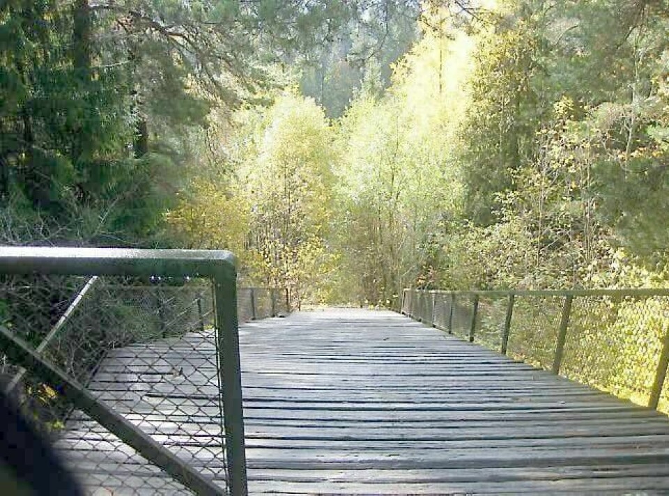 Jøssingkollen i Bragernesåsen. FOTO: KJELL BUENE
