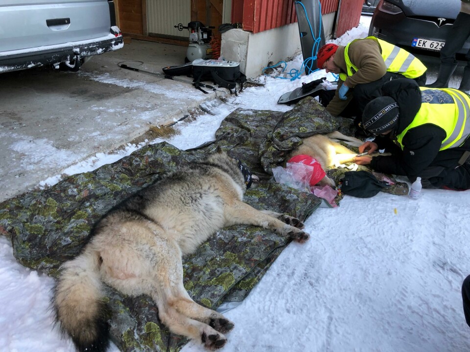 De to Deisjøen-ulvene ble omplassert til Østfold. Østerdalen 20210103. Ulvene er nå merket og undersøkt av veterinær og alt ser foreløpig ut til å gå bra.Foto: Klima- og miljødepartementet / NTB