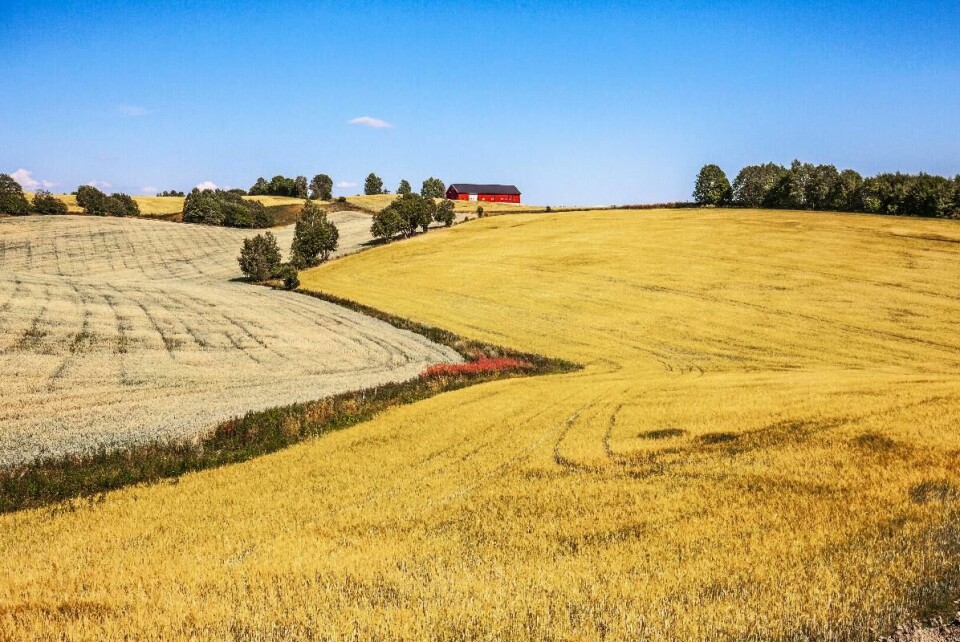 Kornåker. Kornåker.