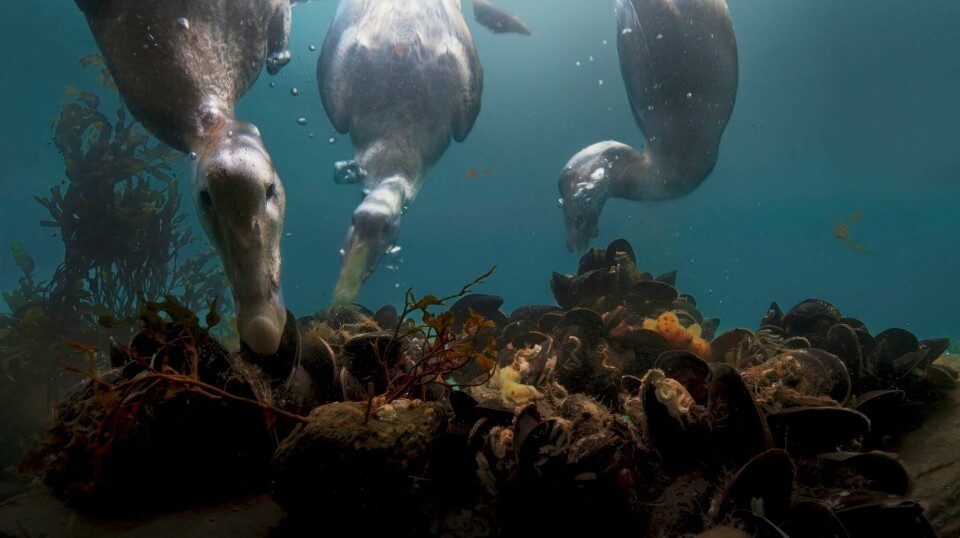 Opptak fra Saltstraumen, dit BBCs filmcrew dro for å spille inn undervannsscener til en ny stor serie om natur og mennesker. Opptak fra Saltstraumen: Foto: Silveback Films / BBC Earth