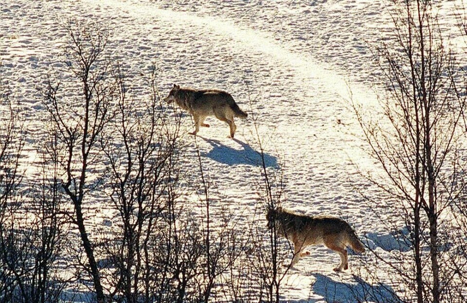 Disse ulvene er fotografert på Langedrag villmarkspark i Tunhovd i Nes kommune i Buskerud. 20000127
dyr ulv
Ulver i villmarksparker
Fra Langedrag villmarkspark i Tunhovd i Nes kommune i Buskerud.
