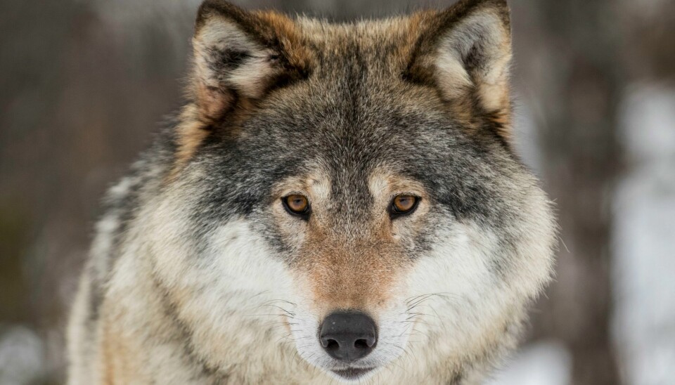 Denne ulven er fotografert i Langedrag naturpark. Illustrasjonsfoto. Denne ulven er fotografert i Langedrag naturpark. Illustrasjonsfoto.