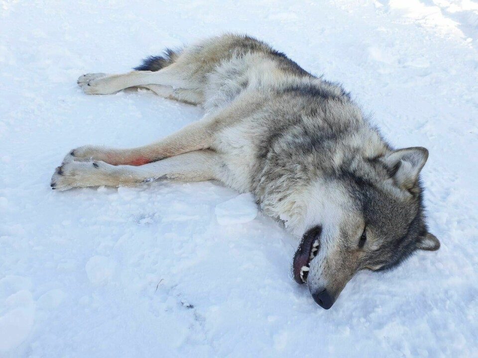 Det genetisk viktige ulveparet som ble flyttet fra Engerdal til Våler i januar, har fått valper. Her et bilde av den finsk-russiske hannulven tatt i forbindelse med merkingen av ulveparet i 2019.