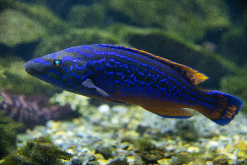 Dette er hannen av fiskearten Labrus mixtus, som kalles blåstål. Men hva kalles hunnen? Dette er hannen av fiskearten Labrus mixtus, som kalles blåstål. Men hva kalles hunnen?