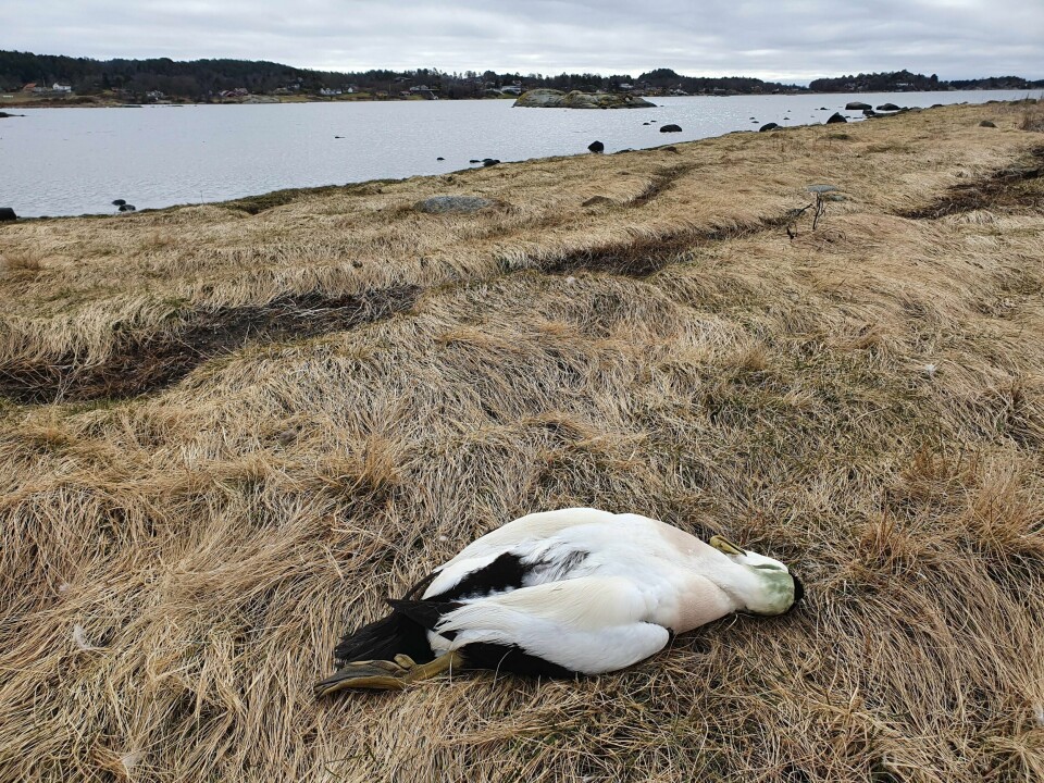 Dette er bare én av mange ærfugler som nå er funnet døde. Den ble oppdaget i Viksfjorden i Larvik kommune.