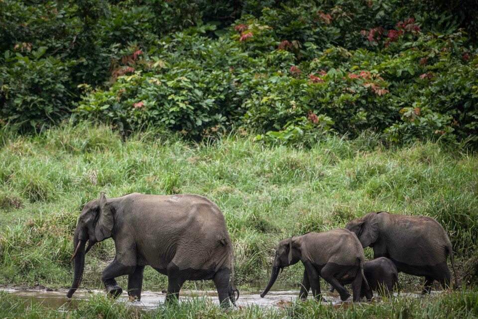 (FILES) In this file photo taken on May 20, 2019 Forest elephants are seen at Langoue Bai in the Ivindo national park, near Makokou. - Russia's defence ministry has donated weapons to Gabon to help the central African nation battle poachers and protect elephants.The ministry did not specify how many weapons were provided, saying only in a statement issued overnight between November 28 and 29, 2019, that the delivery consisted of 'firearms aimed at helping the government in its fight against poaching and the protection of national parks. (Photo by Amaury HAUCHARD / AFP) (FILES) In this file photo taken on May 20, 2019 Forest elephants are seen at Langoue Bai in the Ivindo national park, near Makokou. - Russia's defence ministry has donated weapons to Gabon to help the central African nation battle poachers and protect elephants.The ministry did not specify how many weapons were provided, saying only in a statement issued overnight between November 28 and 29, 2019, that the delivery consisted of 'firearms aimed at helping the government in its fight against poaching and the protection of national parks. (Photo by Amaury HAUCHARD / AFP)