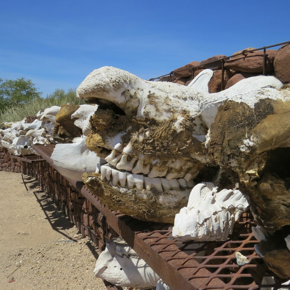 Spissneshorn er blant artene som krypskyttere i Namibia tidligere har skutt mange av. Her er hodeskallene til noen av neshornene som har måttet bøte med livet på denne måten. Spissneshorn er blant artene som krypskyttere i Namibia tidligere har skutt mange av. Her er hodeskallene til noen av neshornene som har måttet bøte med livet på denne måten.
