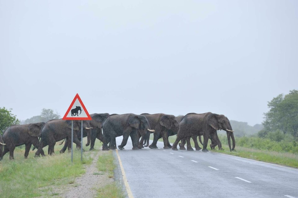 Samtidig som reiselivsnæringen har blitt en viktig inntektskilde for stadig flere i Namibia, har også antallet elefanter der vært i kraftig framgang, opplyser WWF. US film Zambezi, elephants cross road