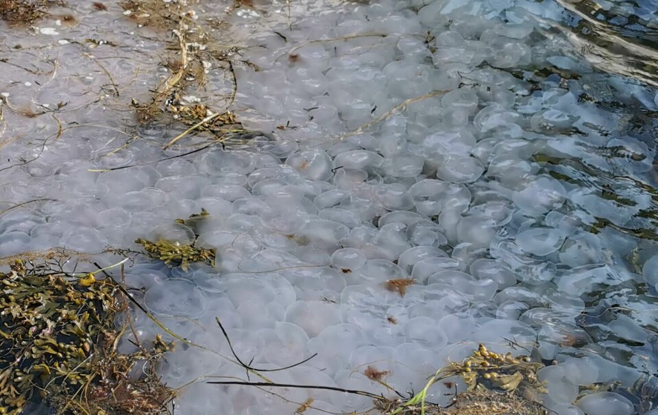 Mmmmm ... maneter overalt! Fra sørlandskysten i sommer. Mmmmm ... maneter overalt! Fra sørlandskysten i sommer.