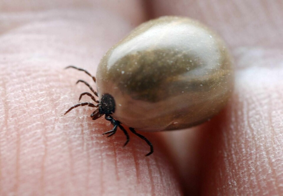 Langt flere flått enn før bærer borrelia-smitte.