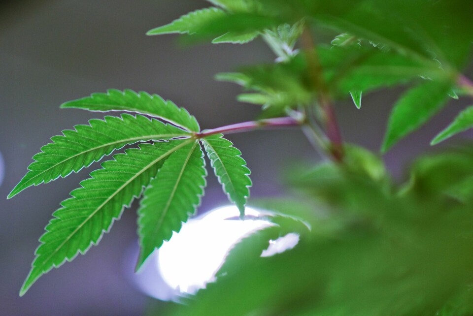 A marijuana plant grows at Fotmer SA, an enterprise that produces cannabis for medical use, in Montevideo, Uruguay, Tuesday, Jan. 29, 2019. In December, Uruguayan President Tabare Vazquez inaugurated a $12 million laboratory owned by Canada's International Cannabis Corporation, which aims to produce and export medicine from hemp, a variety of cannabis that contains CBDs but has no psychoactive effects. (AP Photo/Matilde Campodonico)