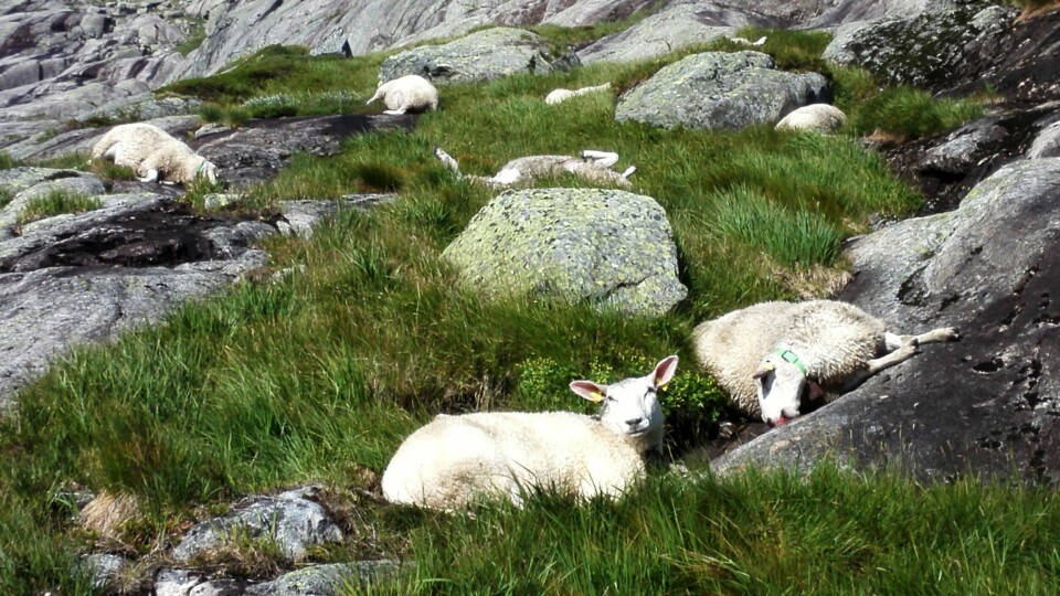 Sauebonde Edgar Melberg mistet 15 sauer etter at de falt utfor et stup ved Kjerag-platået i Rogaland. Han mener de må ha blitt skremt av en hund. Foto: Edgar Melberg / NTB scanpix