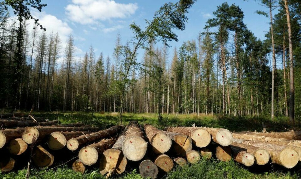 TRÆR: Urskogen i Polen hogges. Helst ville jeg restaurere urskog i hele Europa, skriver kronikkforfatteren. FOTO: KACPER PEMPEL/NTB SCANPIX